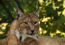 Le lynx récemment tiré dans le canton de Neuchâtel était gravement malade