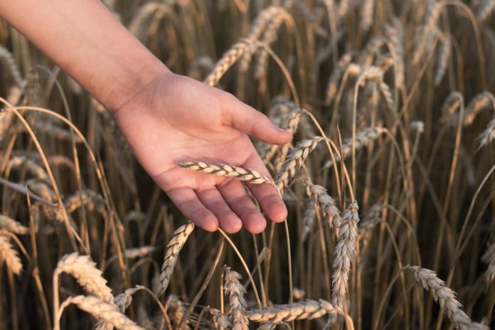 dried wheat in close up photography