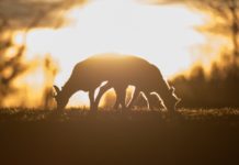 Val-de-Travers célèbre sa faune à travers l’objectif de deux passionnés