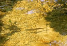 Pêche dans les eaux neuchâteloises : des règles plus strictes dès 2026 pour protéger la faune aquatique